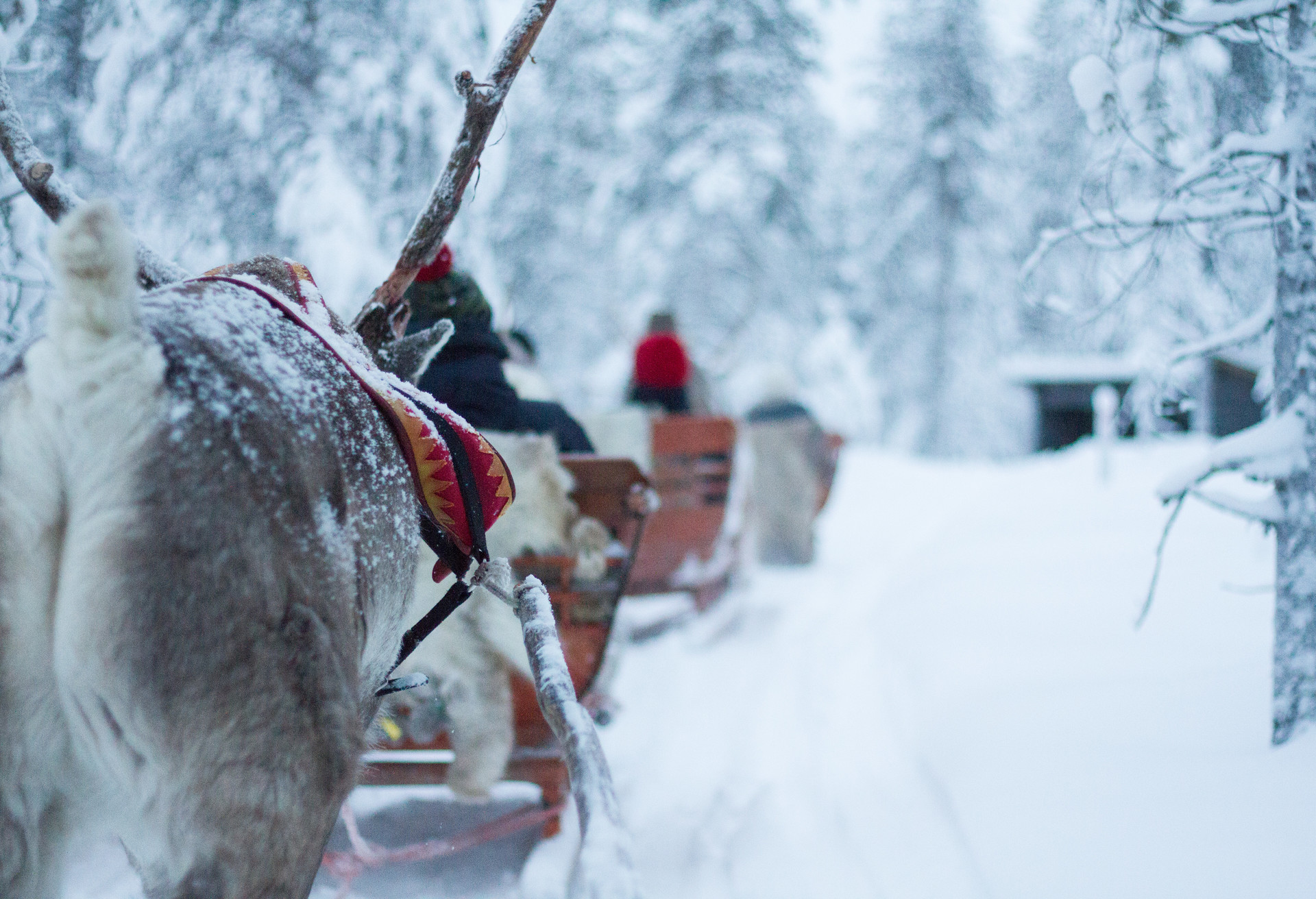 Testez le traîneau à chiens en Laponie finlandaise, une expérience inoubliable