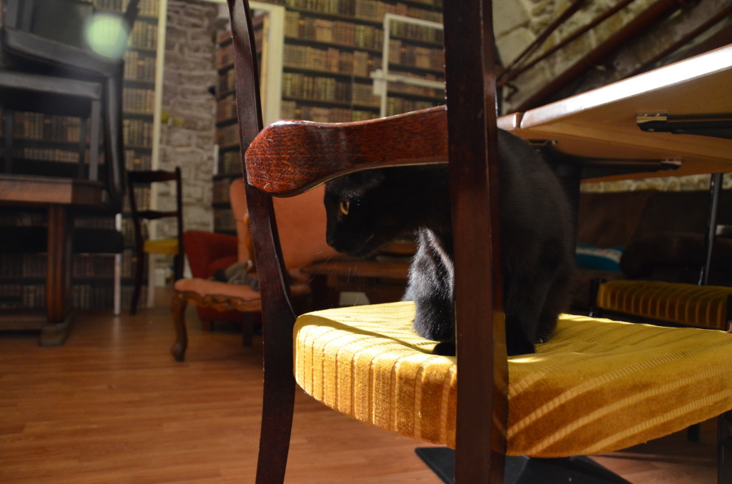 restaurant insolite à paris - cafe des chats