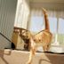 Animaux admis